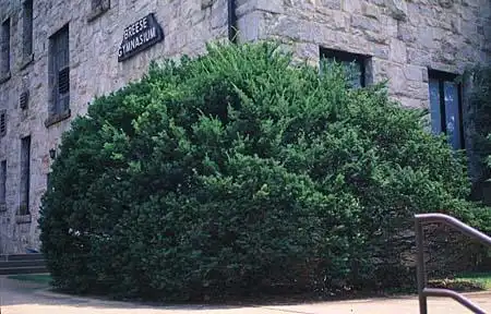 Photo of Taxus (Taxuss)