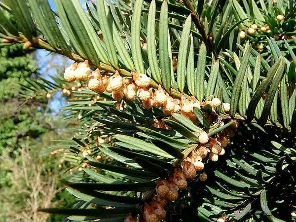 Photo of Taxus - Flower:Hornbeam Arts