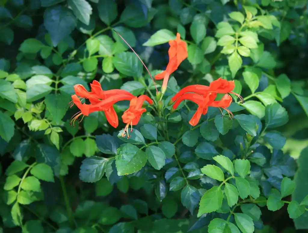 Photo of Tecoma capensis (Tecoma capensiss)