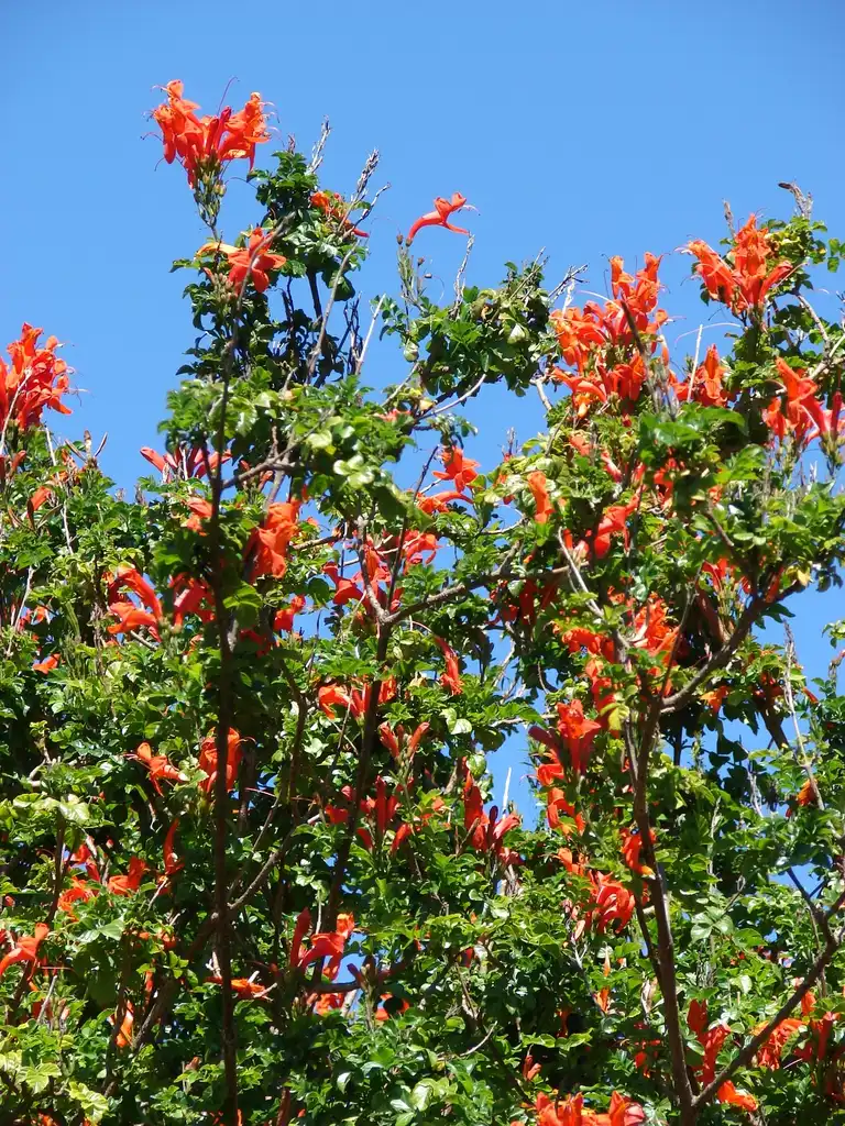 Photo of Tecoma capensis (Tecoma capensiss)