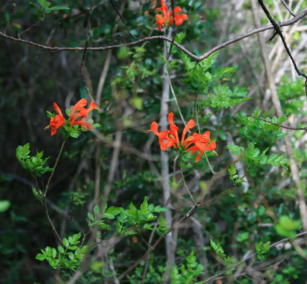 Photo of Tecoma capensis - Flowers and branches:Franz Xaver