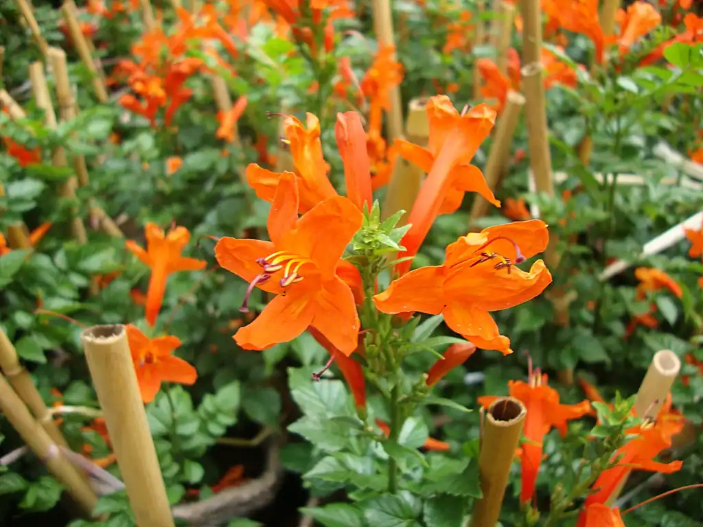 Photo of Tecoma capensis - Flower close-up:Prenn