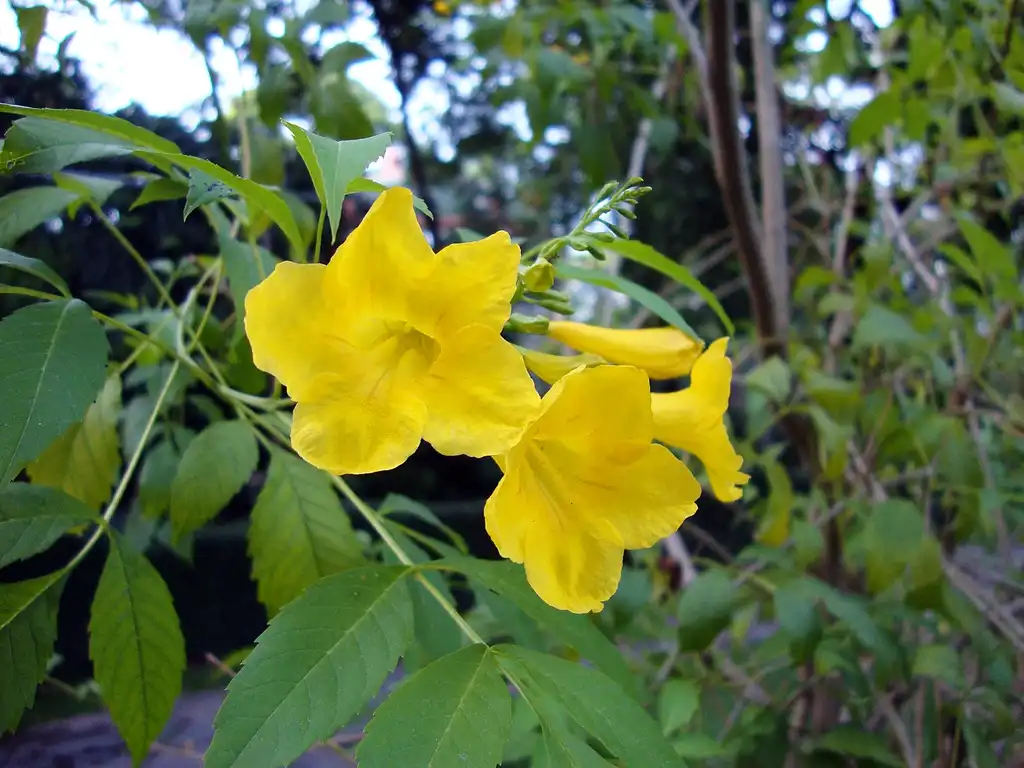 Foto de Tecoma stans (Tecoma stanss)