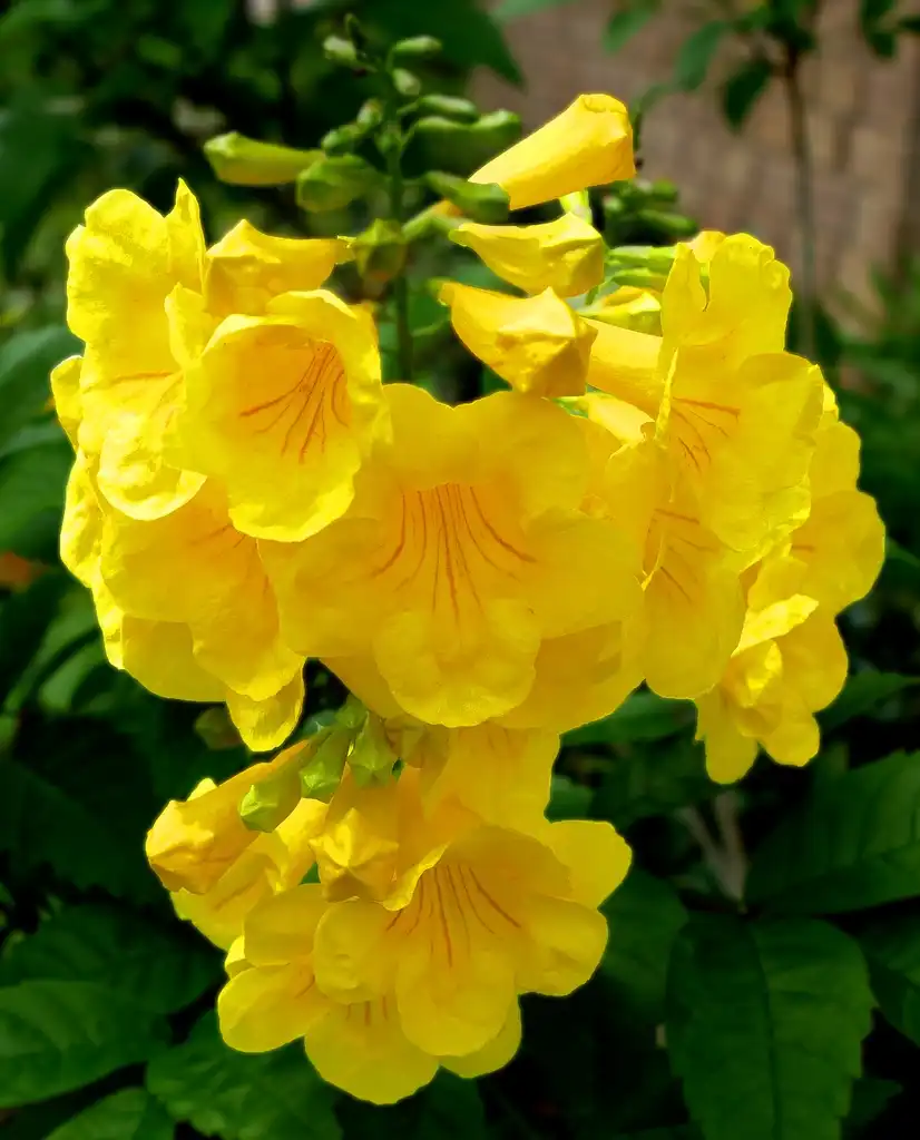 Foto de Tecoma stans - Flower close-up:Jim Evans