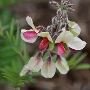 Foto de Tephrosia virginiana (Tephrosia virginianas)