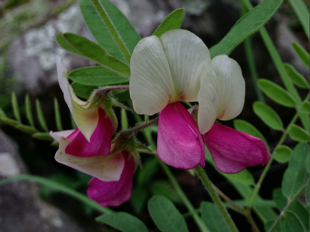 Foto de Tephrosia virginiana (Tephrosia virginianas)