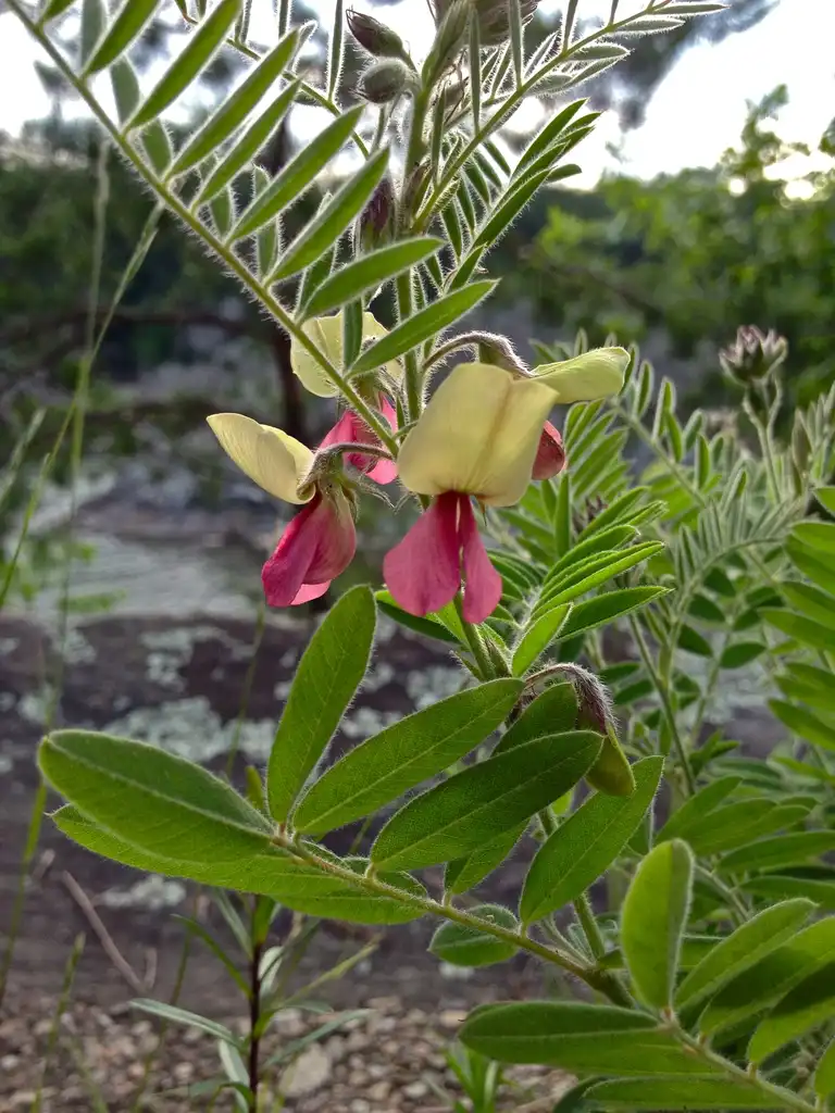 Foto de Tephrosia virginiana - Flower and leaves:Fritzflohrreynolds