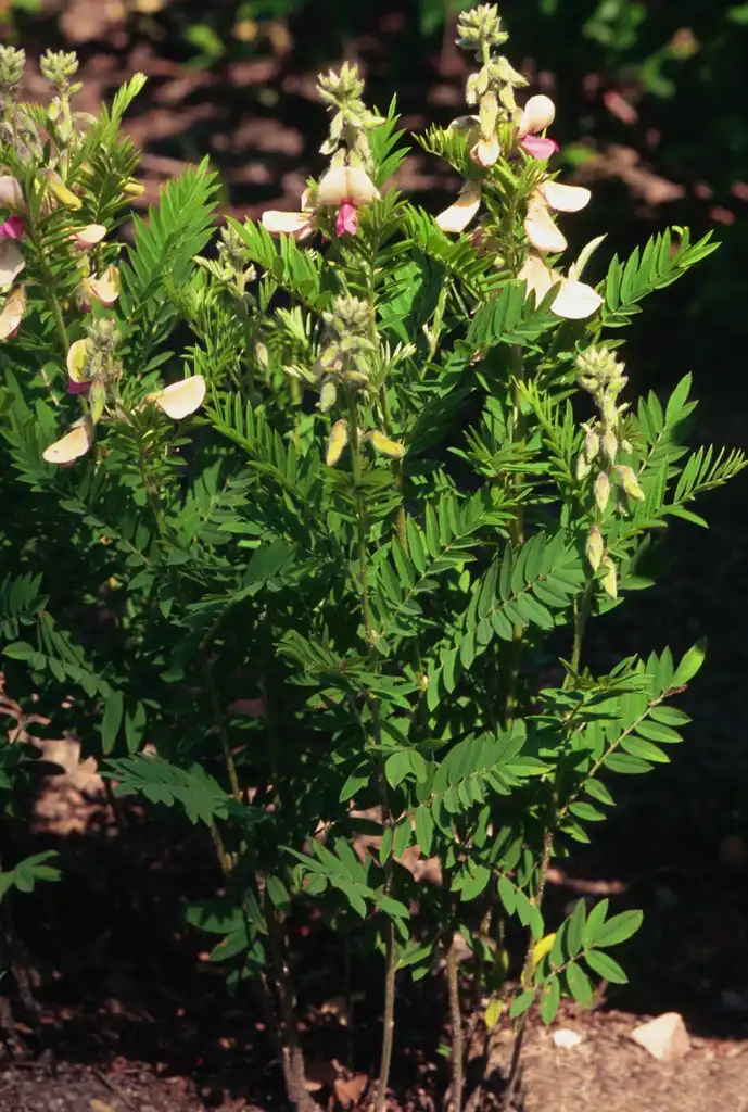 Foto de Tephrosia virginiana - Full form:Ted Bodner