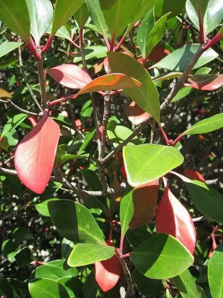 Foto de Ternstroemia gymnanthera (Ternstroemia gymnantheras)