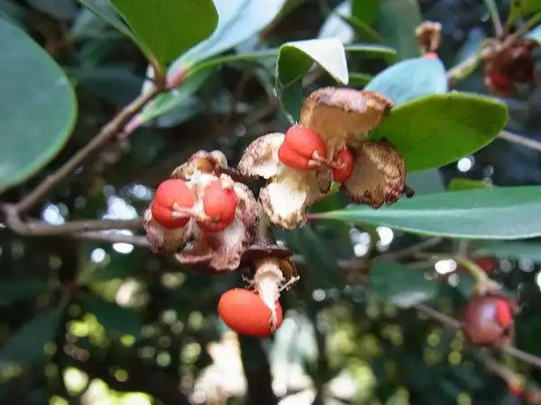 Foto de Ternstroemia gymnanthera (Ternstroemia gymnantheras)