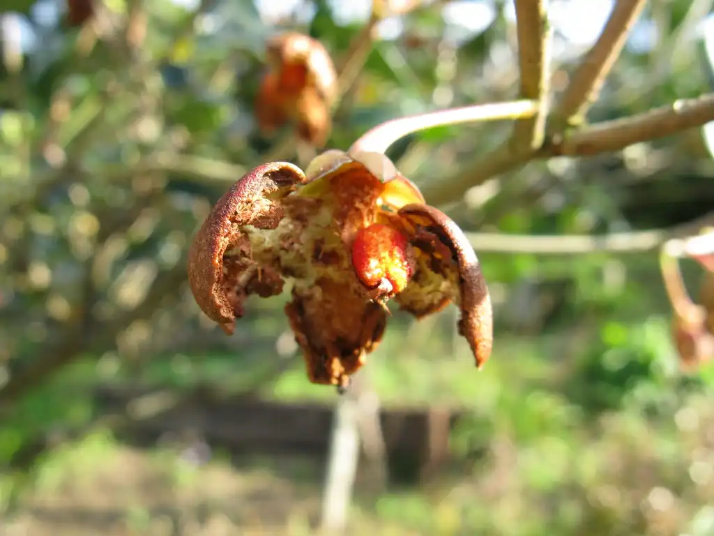 Foto de Ternstroemia gymnanthera - Inside fruit:KENPEI