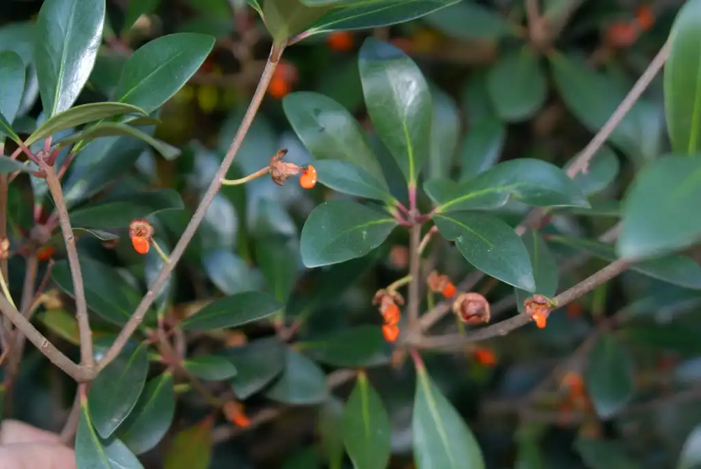Foto de Ternstroemia gymnanthera - Fruit and Leaf:Jim Robbins