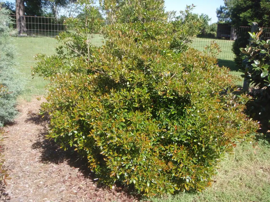Foto de Ternstroemia gymnanthera - 'Bronze Beauty' Form:Jim Robbins