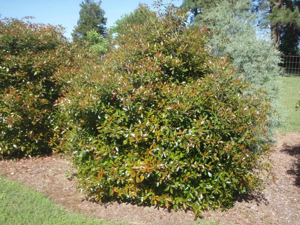 Foto de Ternstroemia gymnanthera - 'Regal' Form:Jim Robbins