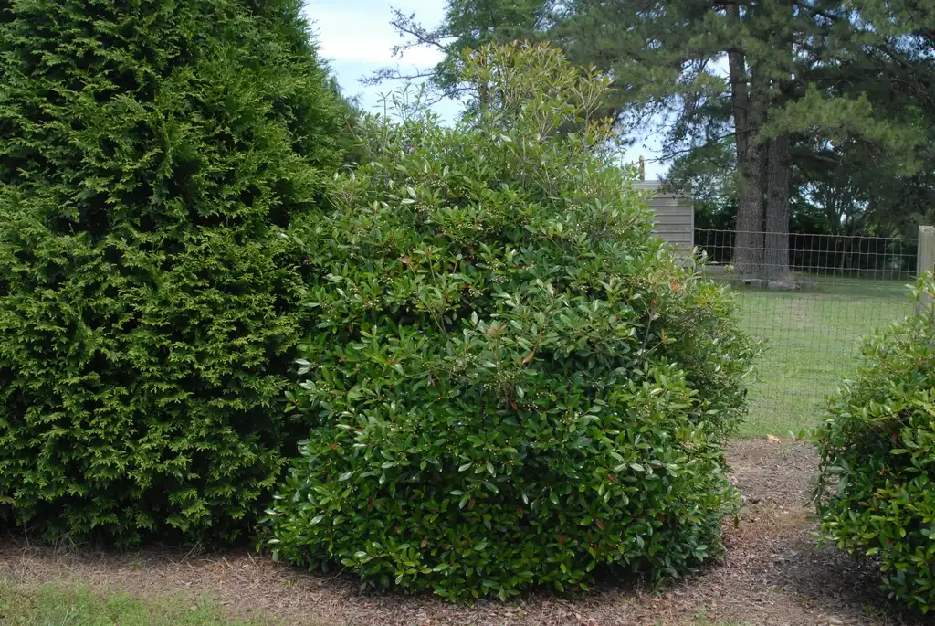 Foto de Ternstroemia gymnanthera - 'Le Ann' Form:Jim Robbins