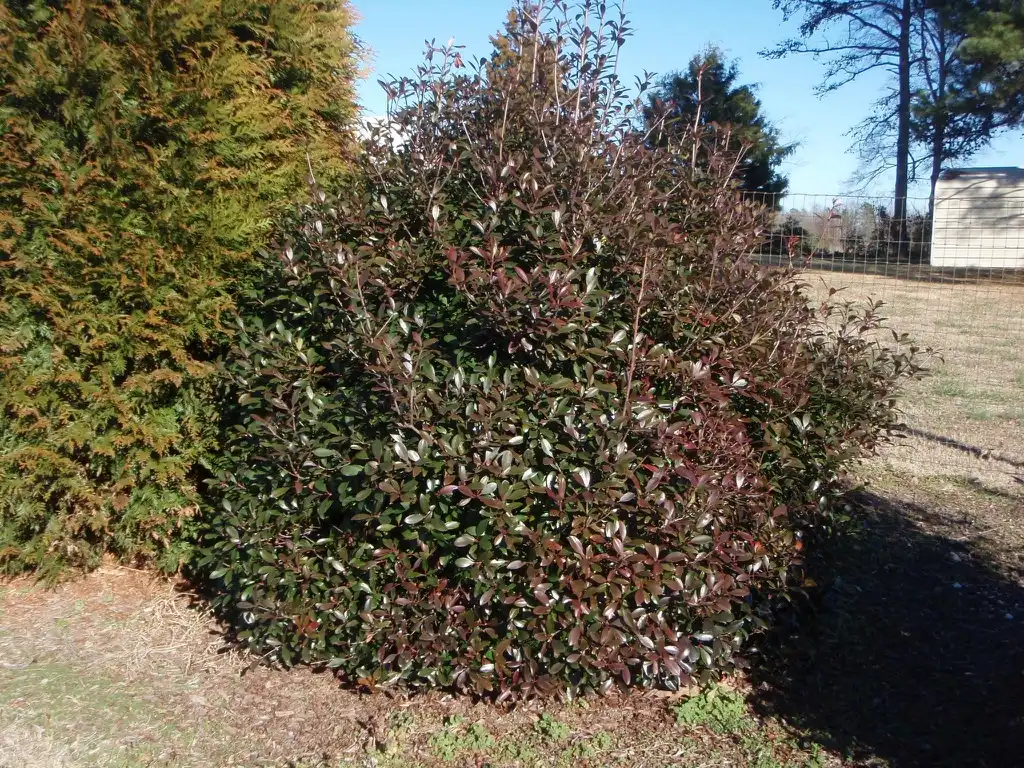 Foto de Ternstroemia gymnanthera - 'Le Ann' Winter Form:Jim Robbins