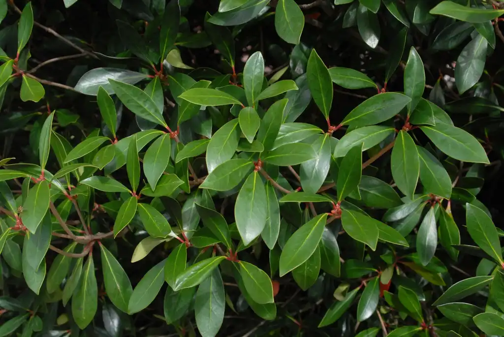 Foto de Ternstroemia gymnanthera - Leaves:Jim Robbins