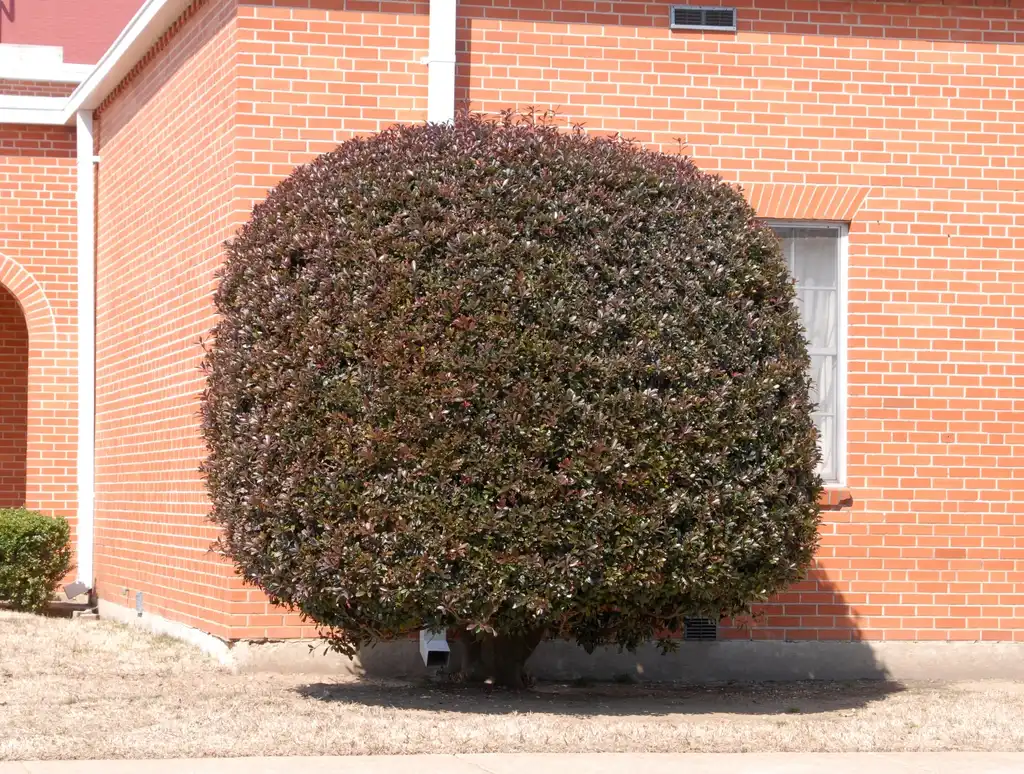 Foto de Ternstroemia gymnanthera - Pruned Form:Jim Robbins