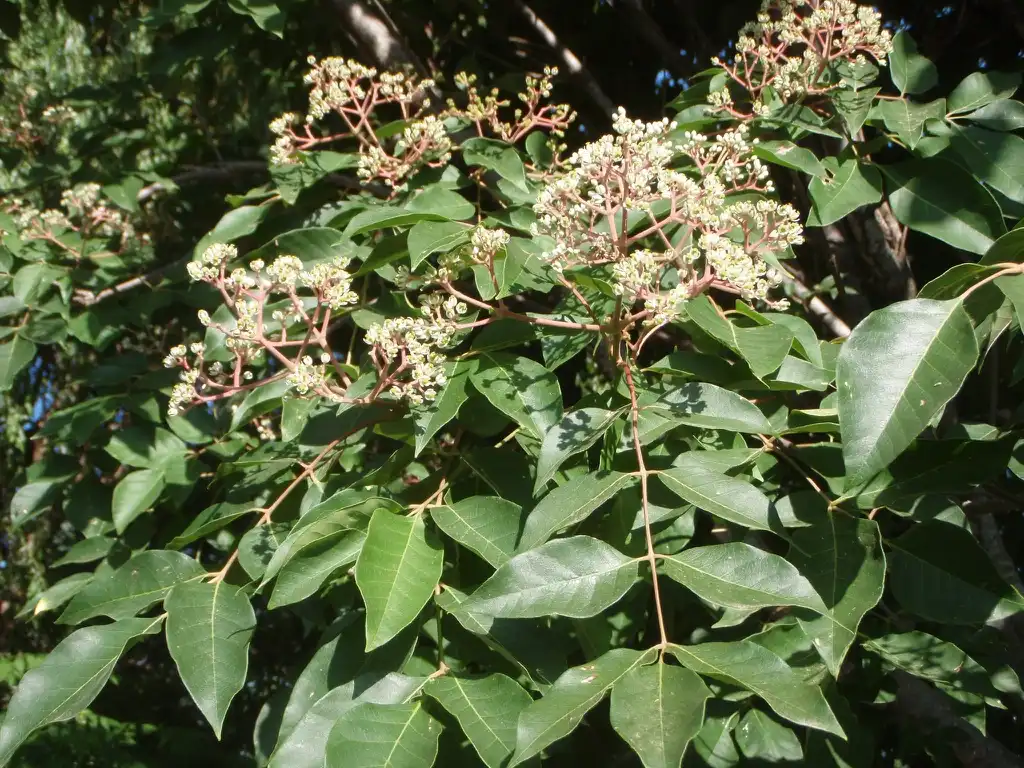 Фото Tetradium daniellii (Tetradium danielliis)