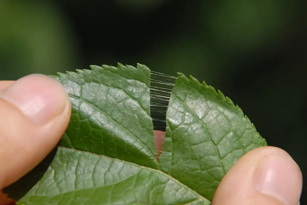 Фото Tetradium daniellii (Tetradium danielliis)
