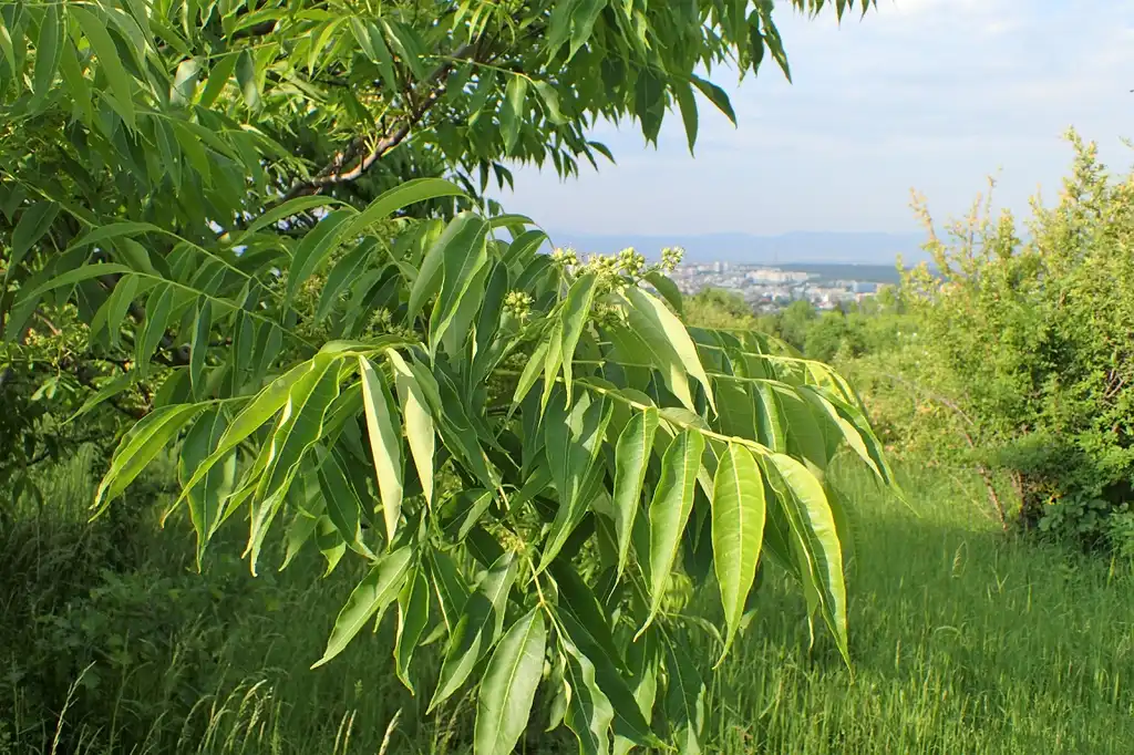 Фото Tetradium daniellii - Leaves:Krzysztof Ziarnek, Kenraiz