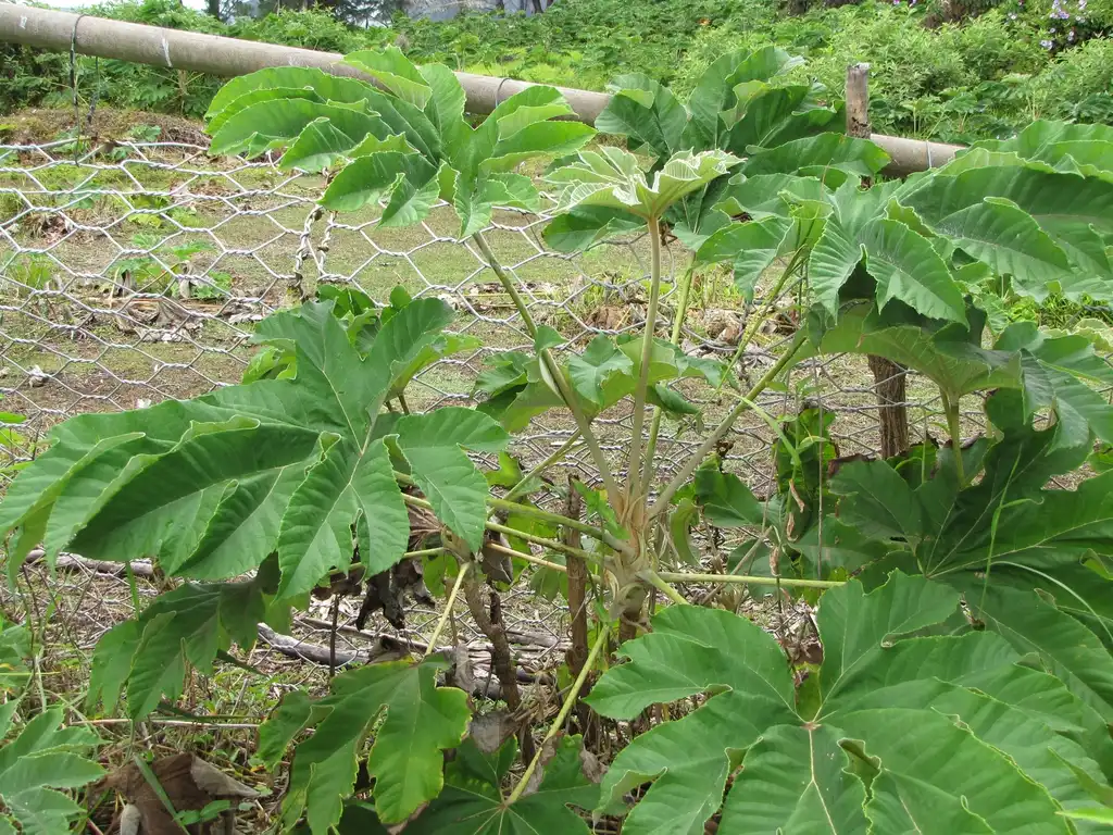 Photo of Tetrapanax papyrifer (Tetrapanax papyrifers)