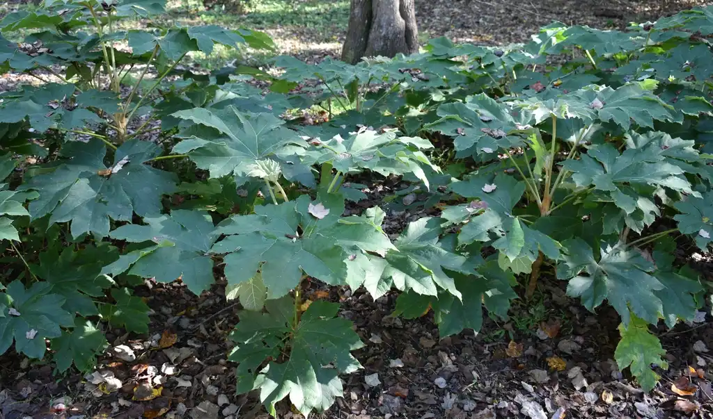 Photo of Tetrapanax papyrifer - Form (Wake County,NC)-Fall:Cathy Dewitt