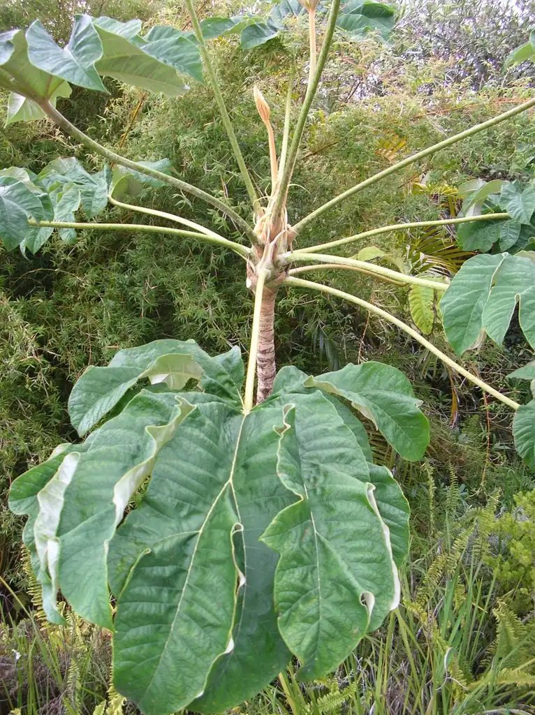 Photo of Tetrapanax papyrifer - Leaves and branches:Kim Starr