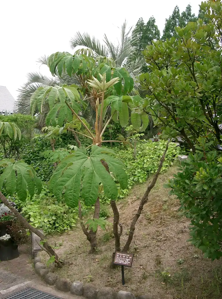 Photo of Tetrapanax papyrifer - Full form:KENPEI