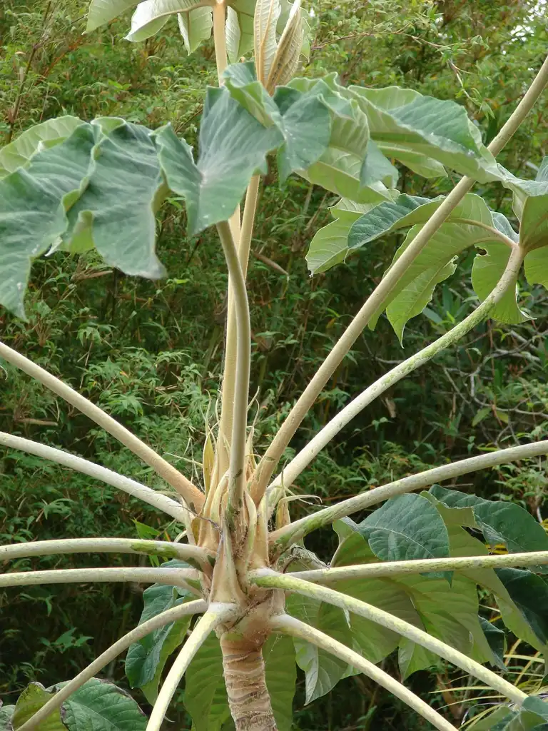 Photo of Tetrapanax papyrifer - Stem:Kim Starr