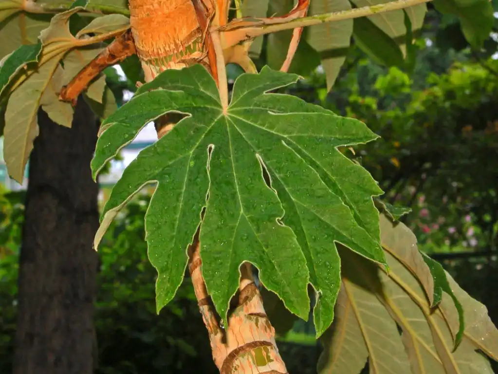 Photo of Tetrapanax papyrifer - Leaf close-up:Hectonichus
