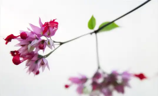 Foto de Tetrastigma voinierianum (Tetrastigma voinierianums)