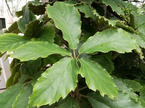 Foto de Tetrastigma voinierianum (Tetrastigma voinierianums)