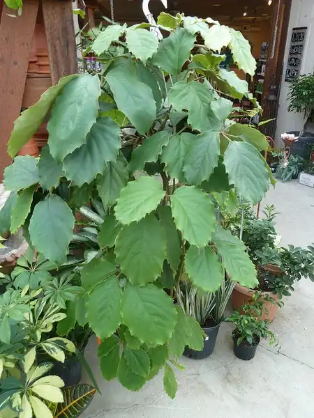 Foto de Tetrastigma voinierianum - :Kathleen Moore