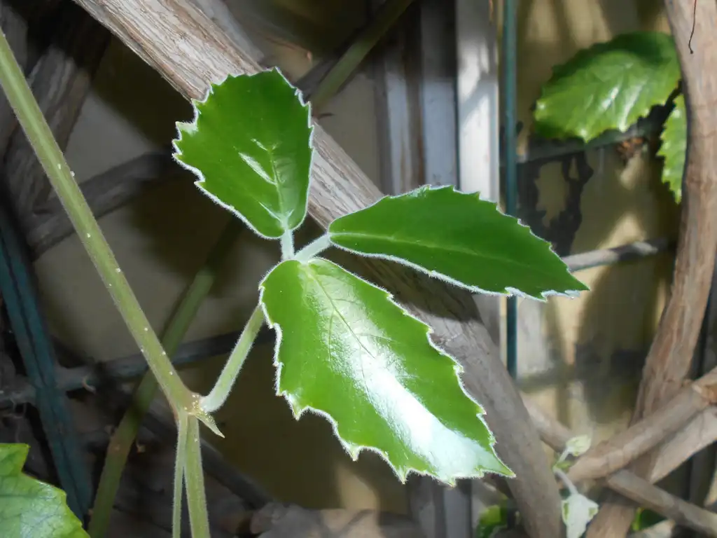Foto de Tetrastigma voinierianum - Leaves:Salicyna