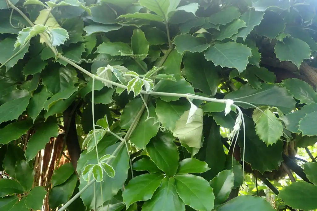 Foto de Tetrastigma voinierianum - Leaves and branch:Krzysztof Ziarnek, Kenraiz