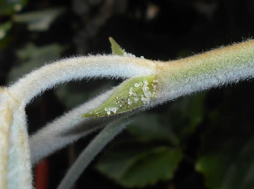 Foto de Tetrastigma voinierianum - Branch close-up:Salicyna
