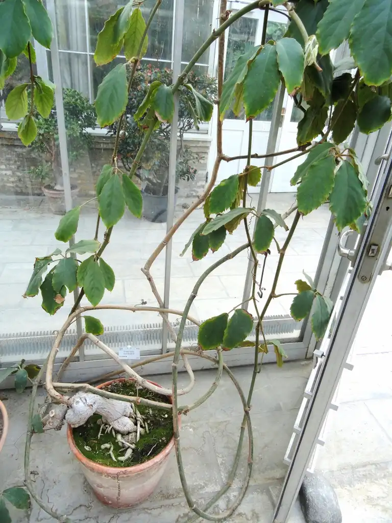 Foto de Tetrastigma voinierianum - Full form:Daderot