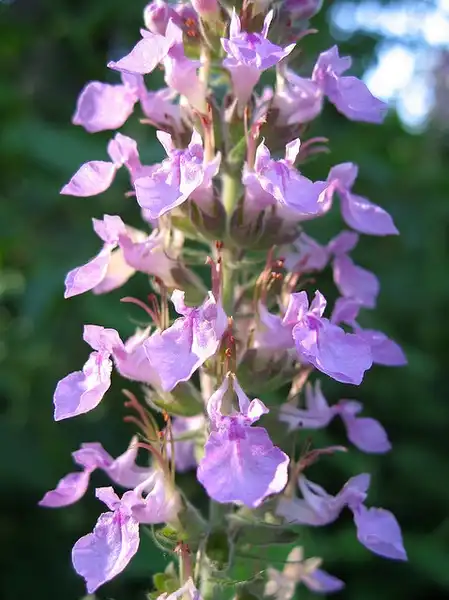 Foto de Teucrium chamaedrys (Teucrium chamaedryss)