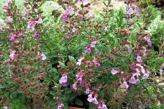 Foto de Teucrium chamaedrys (Teucrium chamaedryss)