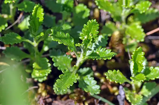 Foto de Teucrium chamaedrys - Leaves:Christophe Quintin