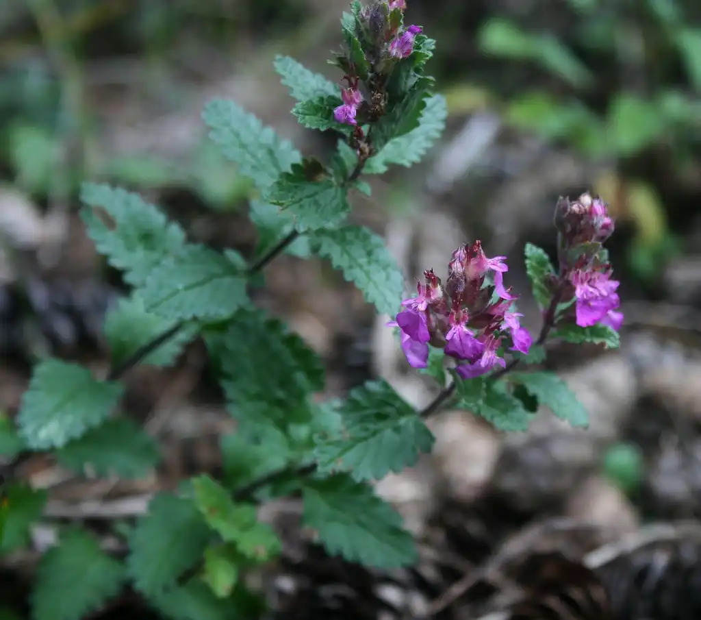 Foto de Teucrium chamaedrys - Flower and leaves:Franz Xaver