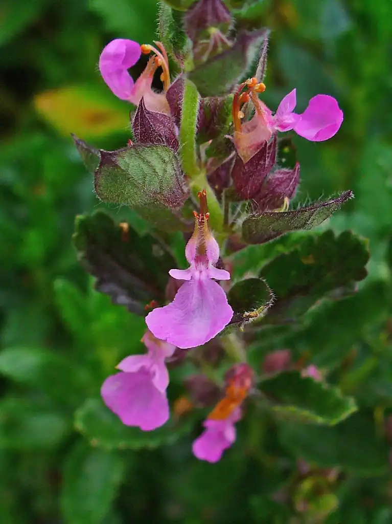Foto de Teucrium chamaedrys - Flower petals:H.