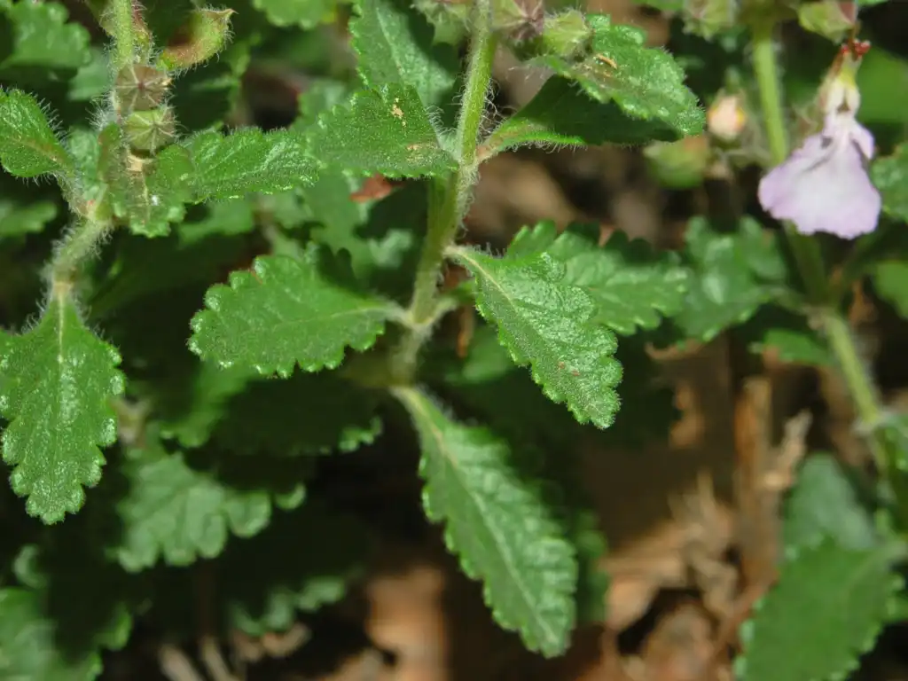 Foto de Teucrium chamaedrys - Leaves close-up:Hectonichus