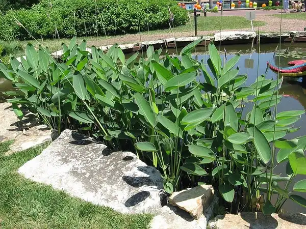 Foto de Thalia dealbata (Thalia dealbatas)