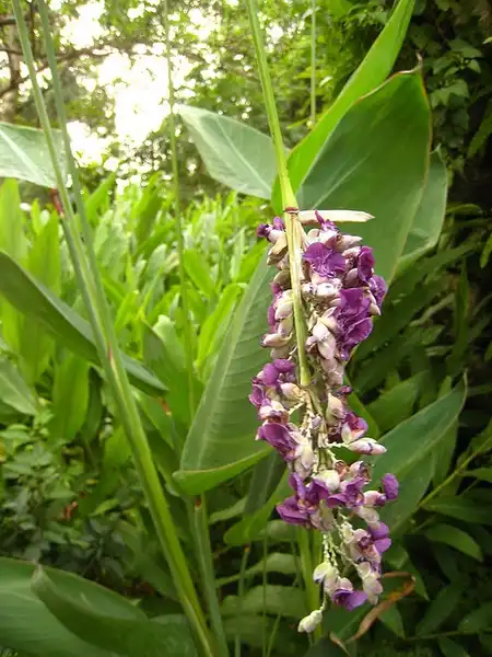 Foto de Thalia dealbata (Thalia dealbatas)