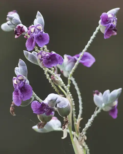 Foto de Thalia dealbata - Thalia dealbata:Lip Kee