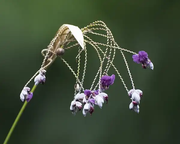 Foto de Thalia dealbata - Thalia dealbata:Lip Kee