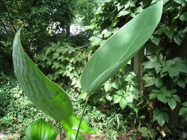 Foto de Thalia dealbata - leaves:Anne McCormack