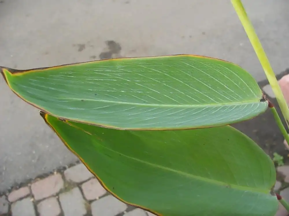 Foto de Thalia dealbata - Leaf detail:David J. Stang